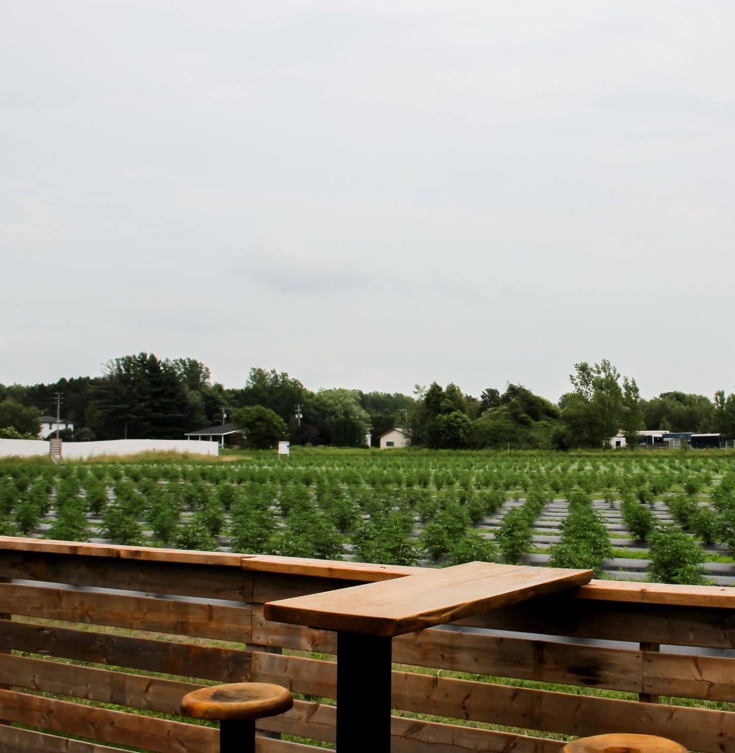 Table et tabourets de bois face au champ de chanvre de la ferme