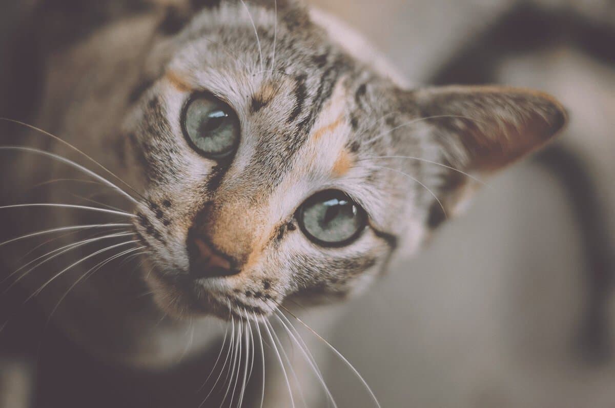 Que procure l’huile de chanvre à mon animal?
