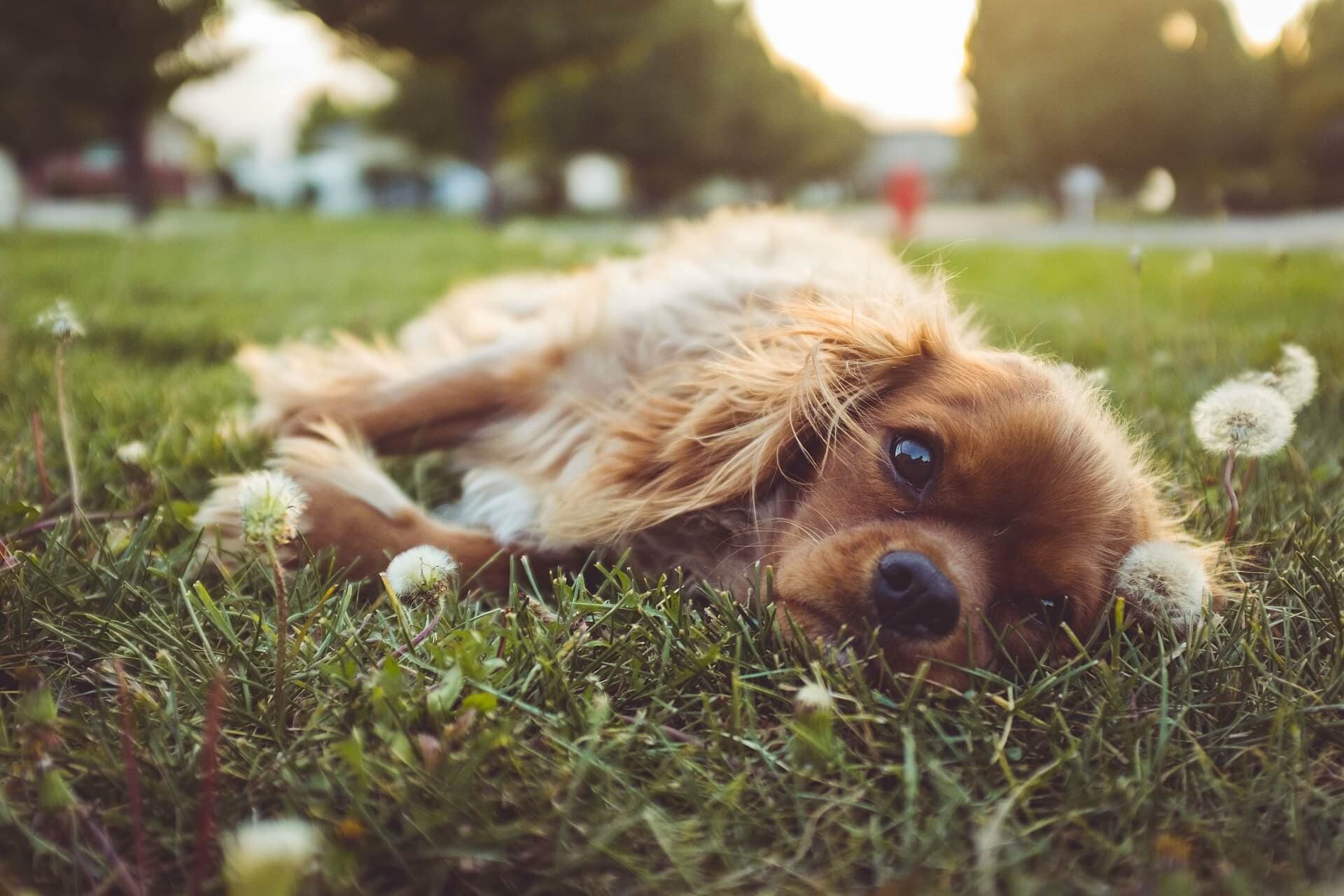 Urine de chien et gazon font bon ménage grâce au chanvre