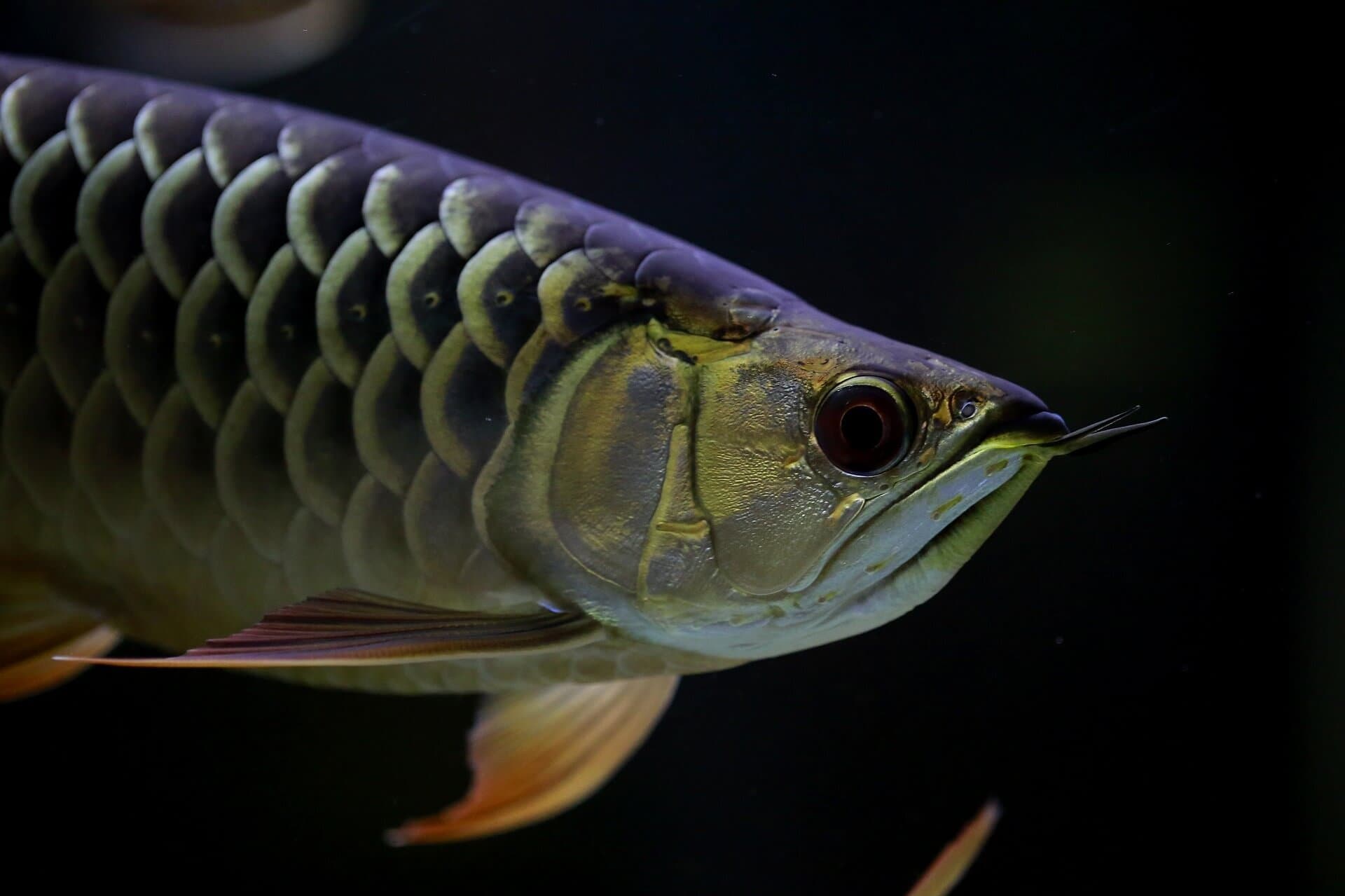 Poissons et cannabis : la symbiose parfaite
