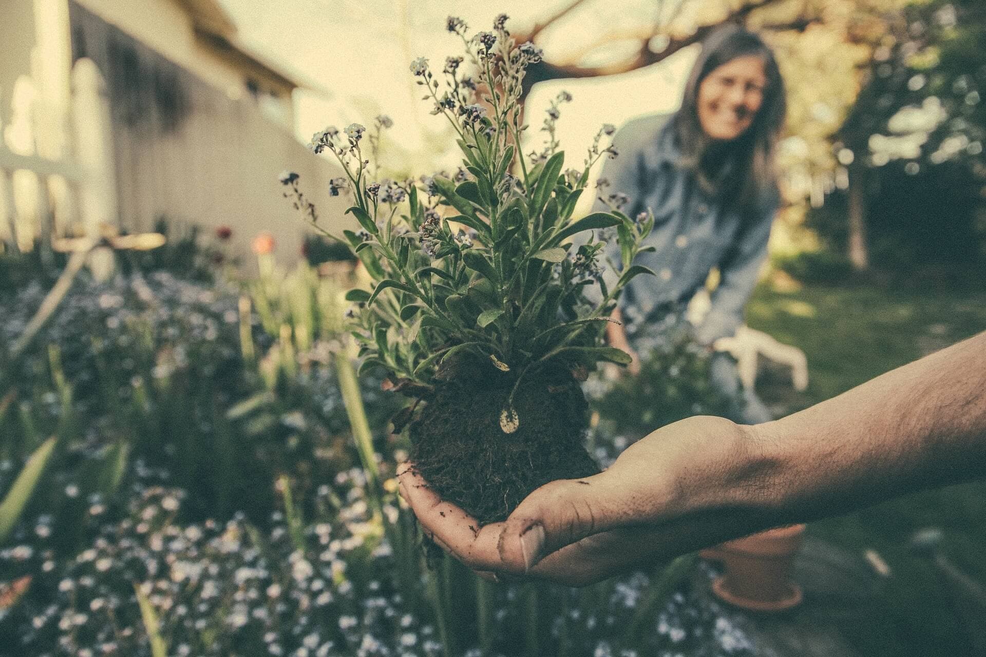 Les Canadiens, des experts du jardinage