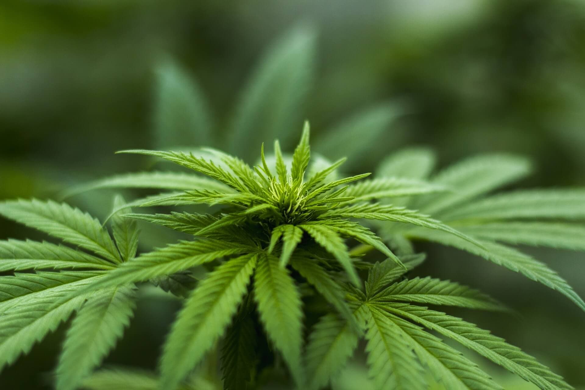 Le gouvernement américain veut encadrer la vente de CBD