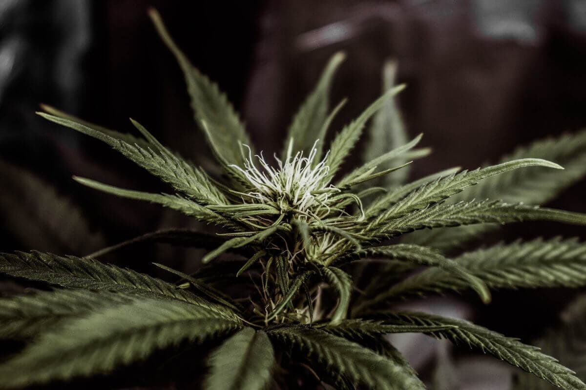 La plante du 21e siècle