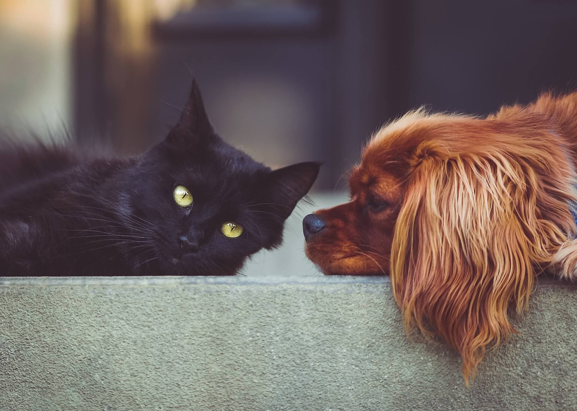 Du cannabis pour vos animaux