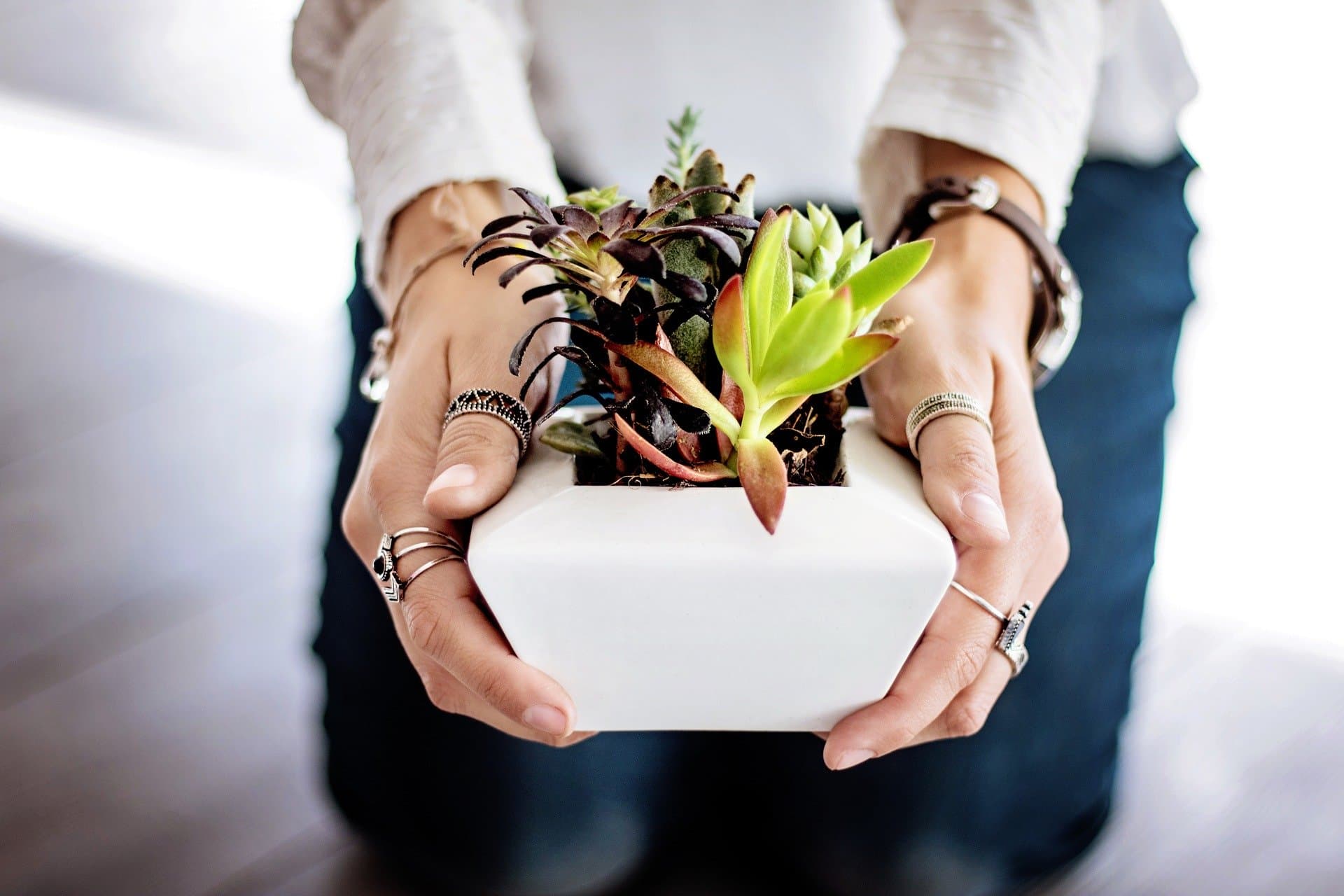 Quelques raisons de s’entourer de plantes d’intérieur